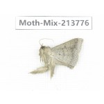 Moths sp. China, Guangxi, Chongzuo, Longzhou county. 1Pcs. Moth-Mix-213776.