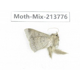 Moths sp. China, Guangxi, Chongzuo, Longzhou county. 1Pcs. Moth-Mix-213776.