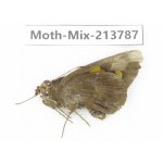 Moths sp. China, Guangxi, Chongzuo, Longzhou county. 1Pcs. Moth-Mix-213787.