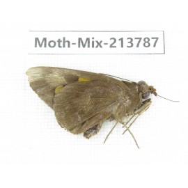 Moths sp. China, Guangxi, Chongzuo, Longzhou county. 1Pcs. Moth-Mix-213787.