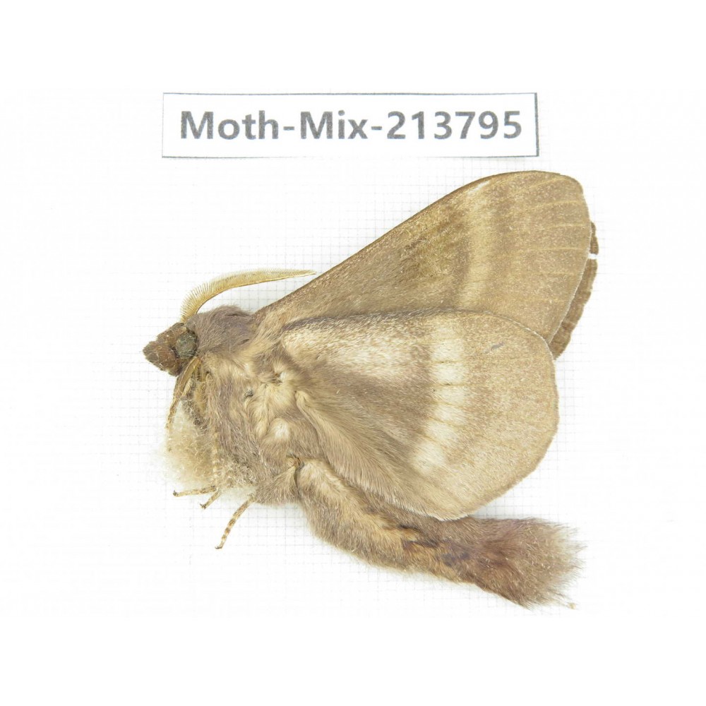 Moths sp. China, Guangxi, Chongzuo, Longzhou county. 1Pcs. Moth-Mix-213795.