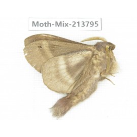 Moths sp. China, Guangxi, Chongzuo, Longzhou county. 1Pcs. Moth-Mix-213795.