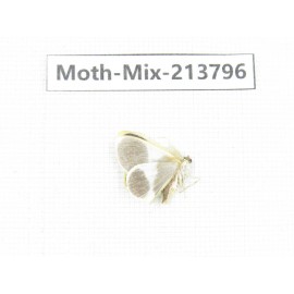 Moths sp. China, Guangxi, Chongzuo, Longzhou county. 1Pcs. Moth-Mix-213796.