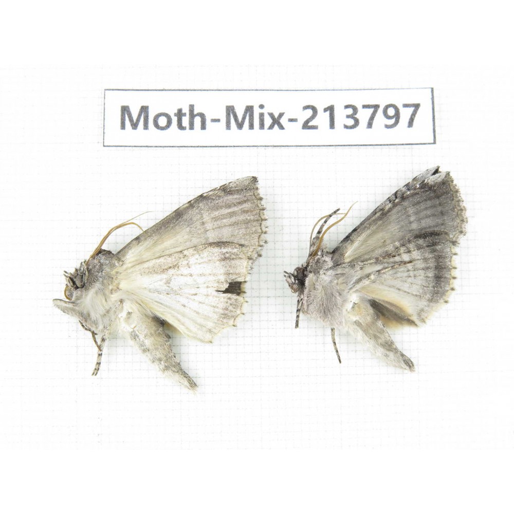 Moths sp. China, Guangxi, Chongzuo, Longzhou county. 2Pcs. Moth-Mix-213797.