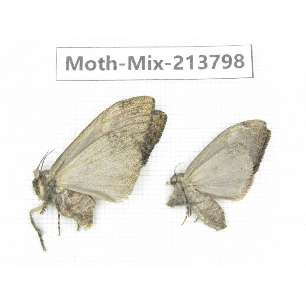 Moths sp. China, Guangxi, Chongzuo, Longzhou county. 2Pcs. Moth-Mix-213798.