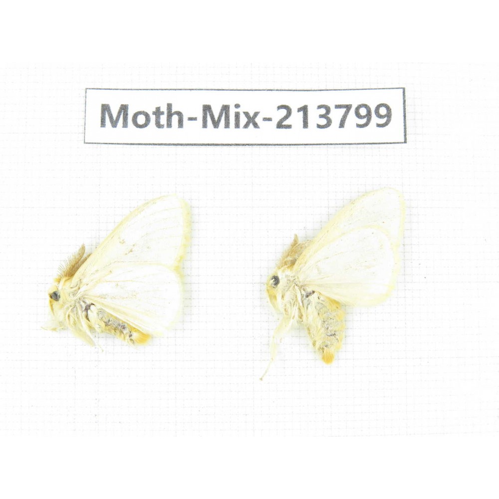 Moths sp. China, Guangxi, Chongzuo, Longzhou county. 2Pcs. Moth-Mix-213799.