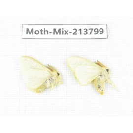 Moths sp. China, Guangxi, Chongzuo, Longzhou county. 2Pcs. Moth-Mix-213799.