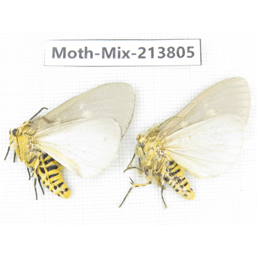 Moths sp. China, Guangxi, Chongzuo, Longzhou county. 2Pcs. Moth-Mix-213805.