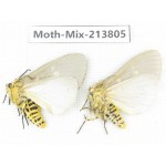 Moths sp. China, Guangxi, Chongzuo, Longzhou county. 2Pcs. Moth-Mix-213805.