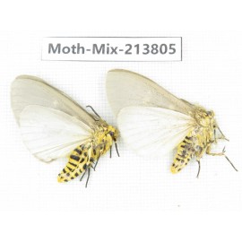 Moths sp. China, Guangxi, Chongzuo, Longzhou county. 2Pcs. Moth-Mix-213805.
