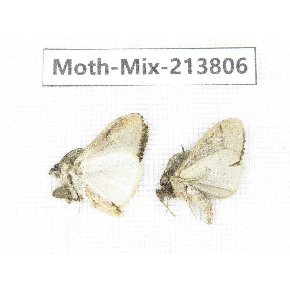 Moths sp. China, Guangxi, Chongzuo, Longzhou county. 2Pcs. Moth-Mix-213806.