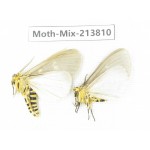 Moths sp. China, Guangxi, Chongzuo, Longzhou county. 2Pcs. Moth-Mix-213810.