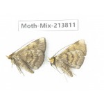 Moths sp. China, Guangxi, Chongzuo, Longzhou county. 2Pcs. Moth-Mix-213811.
