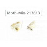 Moths sp. China, Guangxi, Chongzuo, Longzhou county. 2Pcs. Moth-Mix-213813.