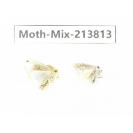 Moths sp. China, Guangxi, Chongzuo, Longzhou county. 2Pcs. Moth-Mix-213813.