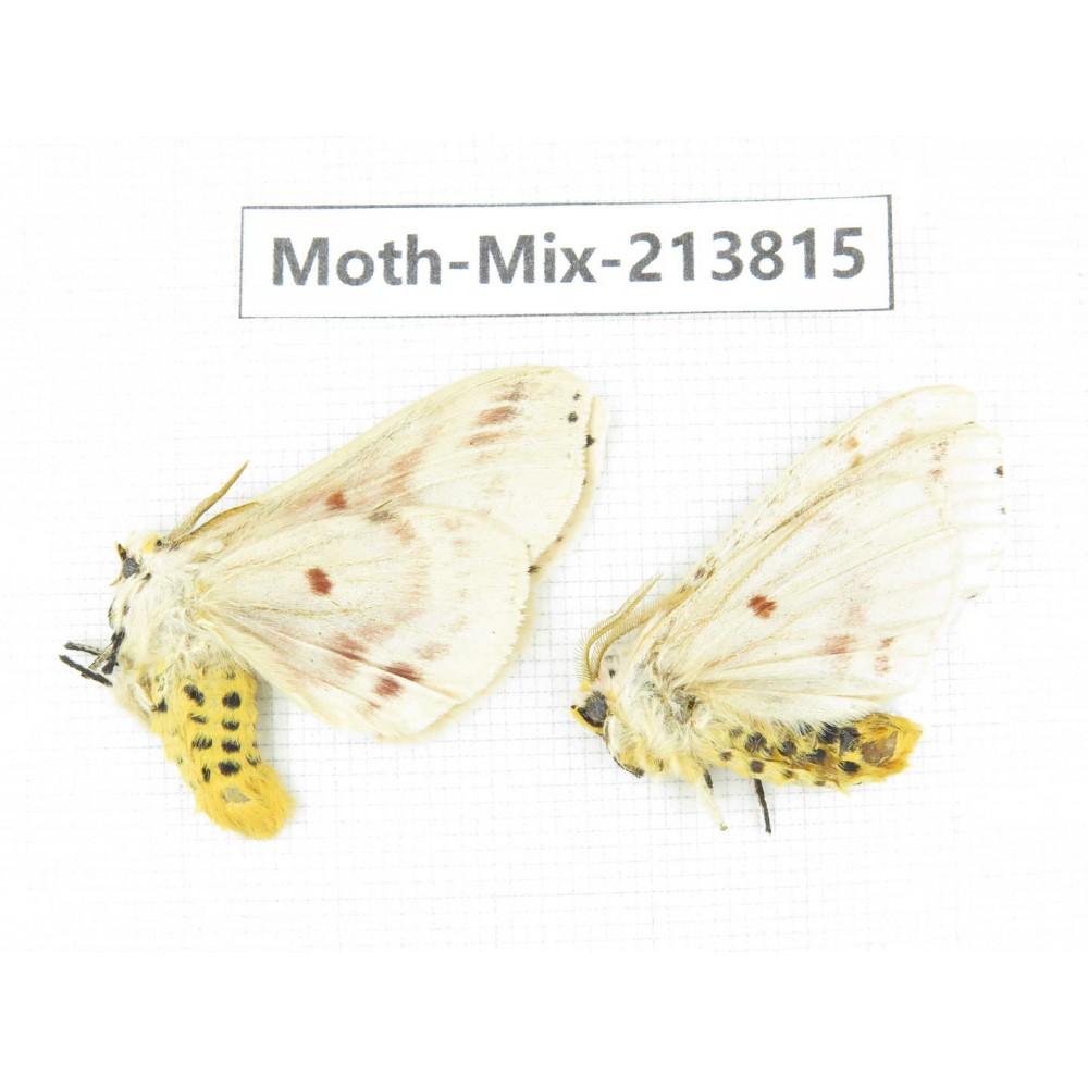 Moths sp. China, Guangxi, Chongzuo, Longzhou county. 2Pcs. Moth-Mix-213815.