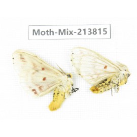 Moths sp. China, Guangxi, Chongzuo, Longzhou county. 2Pcs. Moth-Mix-213815.