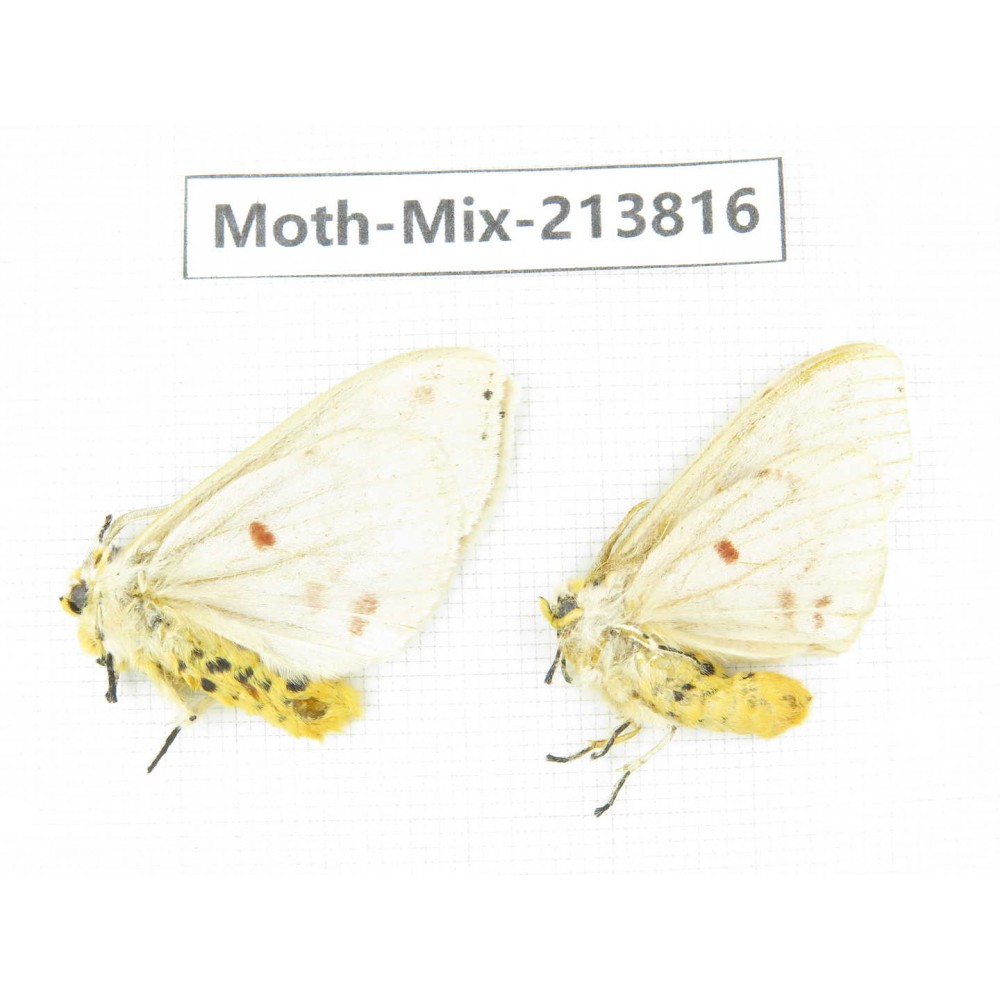 Moths sp. China, Guangxi, Chongzuo, Longzhou county. 2Pcs. Moth-Mix-213816.