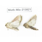 Moths sp. China, Guangxi, Chongzuo, Longzhou county. 2Pcs. Moth-Mix-213821.