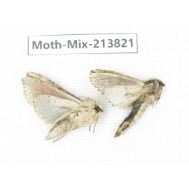 Moths sp. China, Guangxi, Chongzuo, Longzhou county. 2Pcs. Moth-Mix-213821.