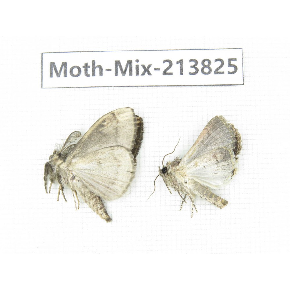 Moths sp. China, Guangxi, Chongzuo, Longzhou county. 2Pcs. Moth-Mix-213825.
