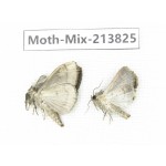 Moths sp. China, Guangxi, Chongzuo, Longzhou county. 2Pcs. Moth-Mix-213825.