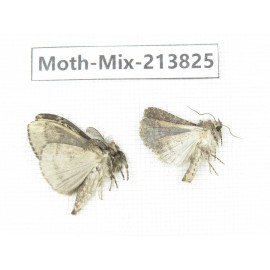 Moths sp. China, Guangxi, Chongzuo, Longzhou county. 2Pcs. Moth-Mix-213825.