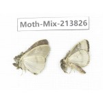Moths sp. China, Guangxi, Chongzuo, Longzhou county. 2Pcs. Moth-Mix-213826.