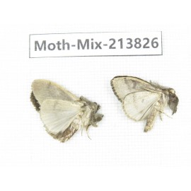 Moths sp. China, Guangxi, Chongzuo, Longzhou county. 2Pcs. Moth-Mix-213826.