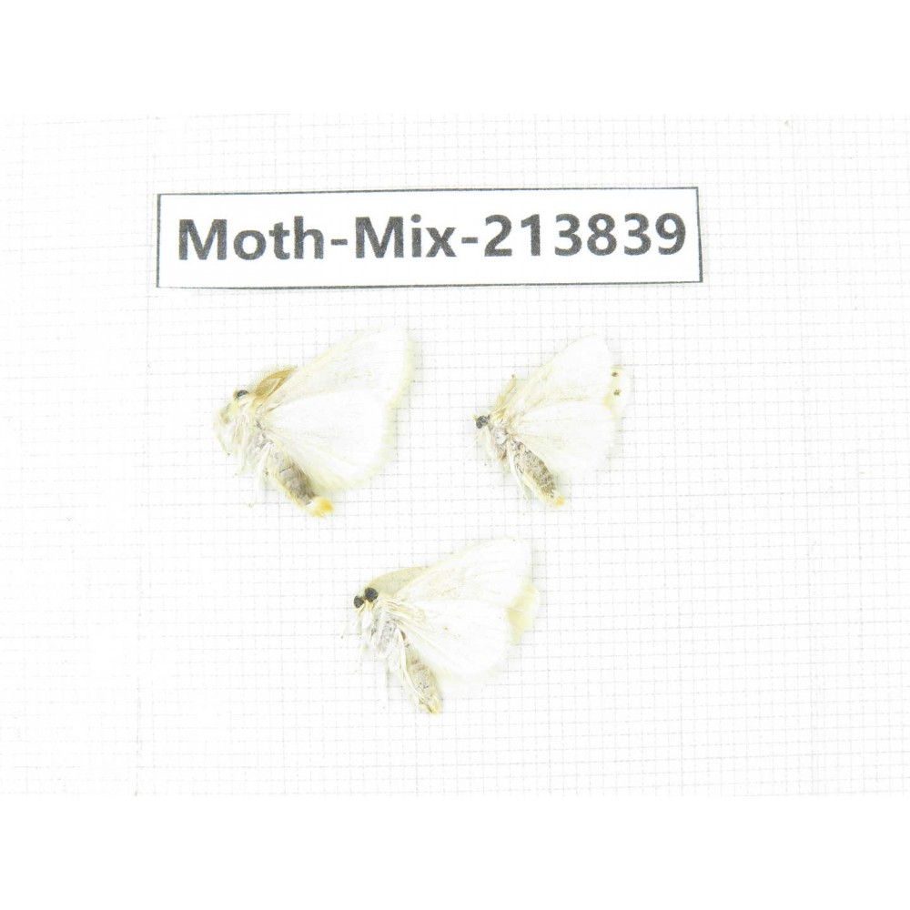 Moths sp. China, Guangxi, Chongzuo, Longzhou county. 3Pcs. Moth-Mix-213839.