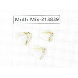 Moths sp. China, Guangxi, Chongzuo, Longzhou county. 3Pcs. Moth-Mix-213839.
