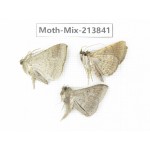Moths sp. China, Guangxi, Chongzuo, Longzhou county. 3Pcs. Moth-Mix-213841.