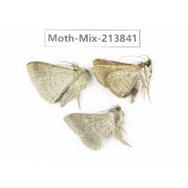 Moths sp. China, Guangxi, Chongzuo, Longzhou county. 3Pcs. Moth-Mix-213841.