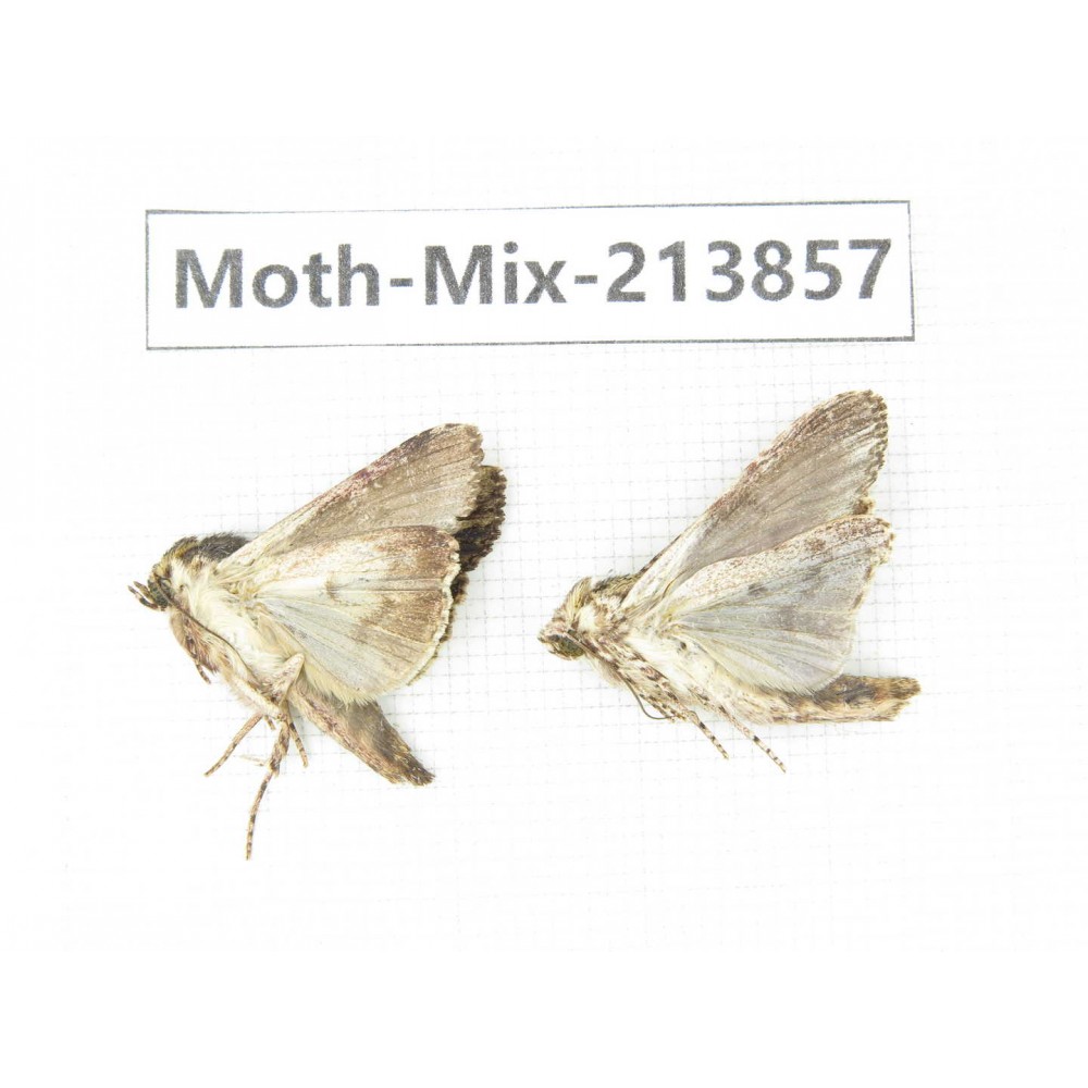Moths sp. China, Guangxi, Chongzuo, Longzhou county. 2Pcs. Moth-Mix-213857.