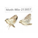 Moths sp. China, Guangxi, Chongzuo, Longzhou county. 2Pcs. Moth-Mix-213857.