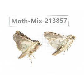 Moths sp. China, Guangxi, Chongzuo, Longzhou county. 2Pcs. Moth-Mix-213857.