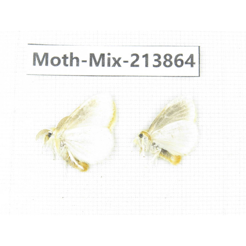 Moths sp. China, Guangxi, Chongzuo, Longzhou county. 2Pcs. Moth-Mix-213864.