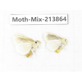 Moths sp. China, Guangxi, Chongzuo, Longzhou county. 2Pcs. Moth-Mix-213864.