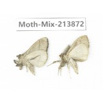 Moths sp. China, Guangxi, Chongzuo, Longzhou county. 2Pcs. Moth-Mix-213872.