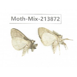 Moths sp. China, Guangxi, Chongzuo, Longzhou county. 2Pcs. Moth-Mix-213872.