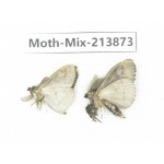 Moths sp. China, Guangxi, Chongzuo, Longzhou county. 2Pcs. Moth-Mix-213873.