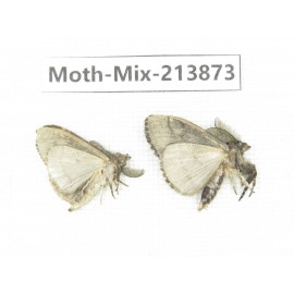 Moths sp. China, Guangxi, Chongzuo, Longzhou county. 2Pcs. Moth-Mix-213873.