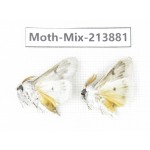 Moths sp. China, Guangxi, Chongzuo, Longzhou county. 2Pcs. Moth-Mix-213881.