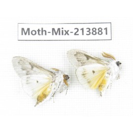 Moths sp. China, Guangxi, Chongzuo, Longzhou county. 2Pcs. Moth-Mix-213881.