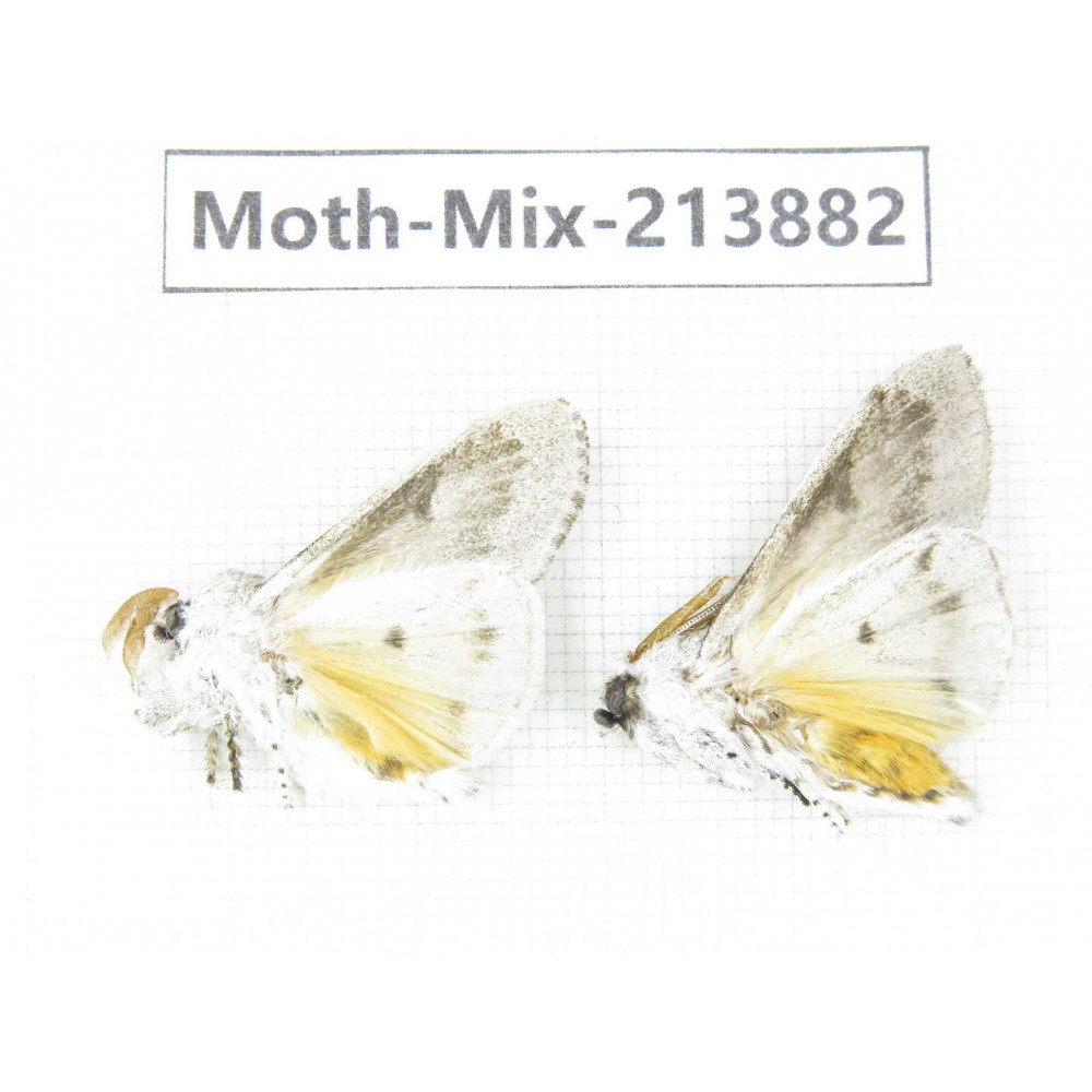 Moths sp. China, Guangxi, Chongzuo, Longzhou county. 2Pcs. Moth-Mix-213882.