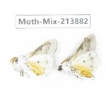 Moths sp. China, Guangxi, Chongzuo, Longzhou county. 2Pcs. Moth-Mix-213882.