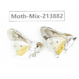 Moths sp. China, Guangxi, Chongzuo, Longzhou county. 2Pcs. Moth-Mix-213882.