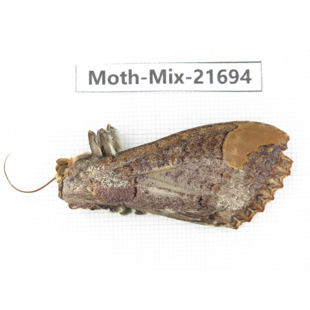 Moths sp. China, Guangxi, Hezhou. 1Pcs. Moth-Mix-21694.