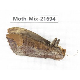 Moths sp. China, Guangxi, Hezhou. 1Pcs. Moth-Mix-21694.