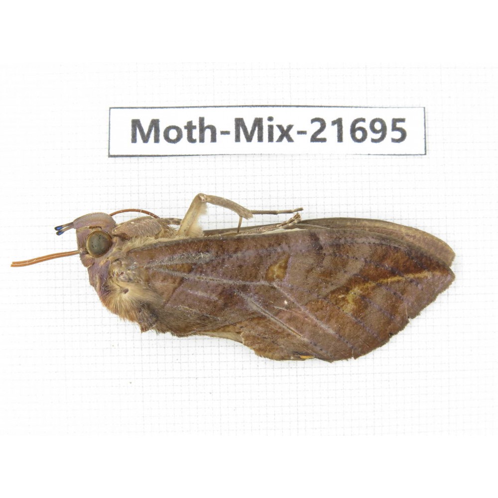 Moths sp. China, Guangxi, Hezhou. 1Pcs. Moth-Mix-21695.